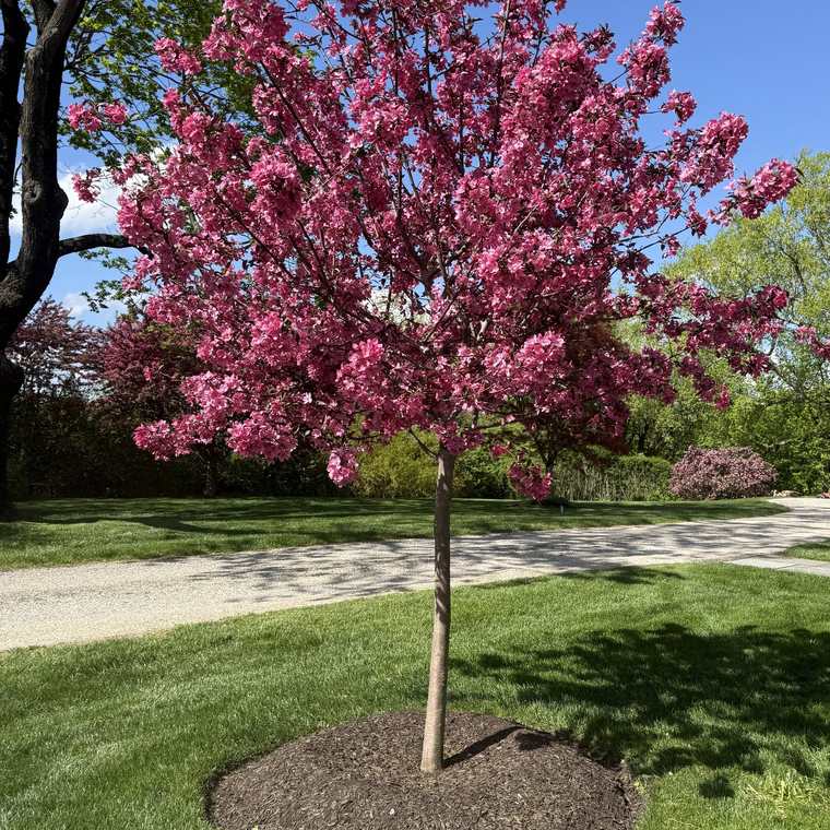 Flowering crabapple with a clean mulch ring on a mown lawn