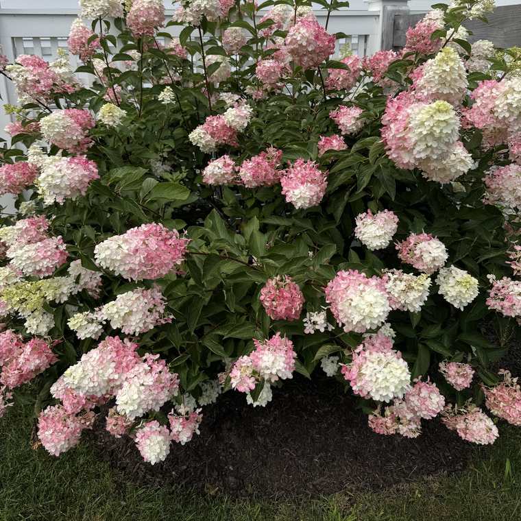 Pink and white panicle hydrangea in full bloom over a mulched bed