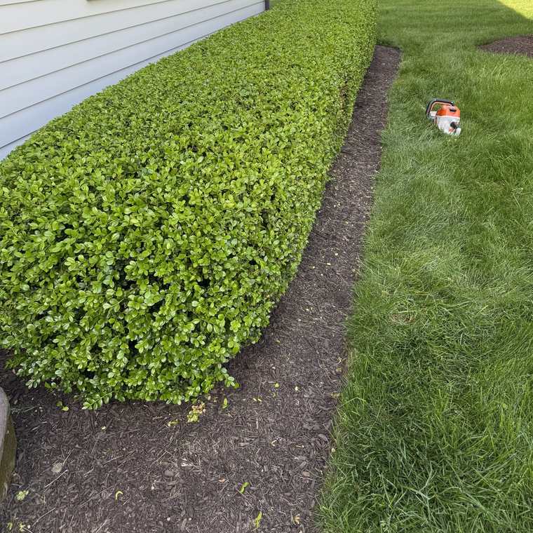 Neatly trimmed hedge with a crisp, freshly cut bed edge